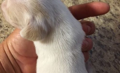 Mr B's Dachshunds & Corgis