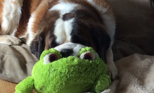 Premiere Paw Spa 226 Center Ave, Molalla Oregon 97038