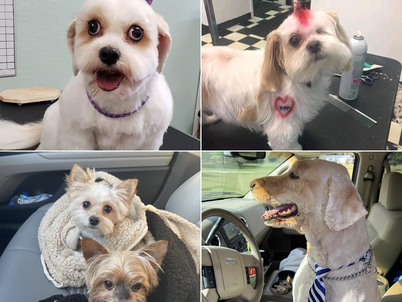 The Prancing Puppy Pet Salon LLC