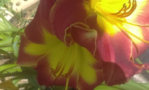 Millie's Beauty Shop 1428 FM 31, De Berry Texas 75639