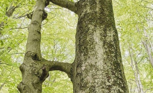 Pauline African Hair Braiding St. Ann