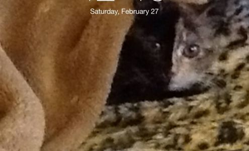 Bella Capelli Salone East Aurora