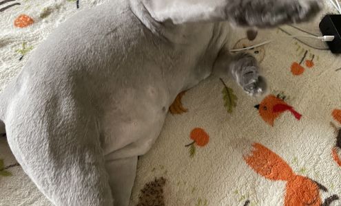 Nicole's Shaggy Chic Groom Sln 1610 Calhoun Rd, Greenwood South Carolina 29646