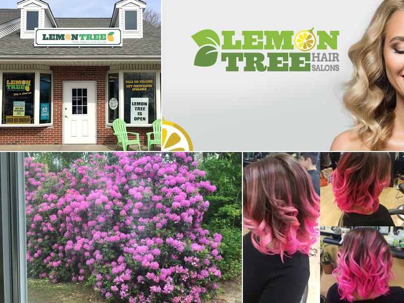 Lemon Tree Hair Salon Miller Place