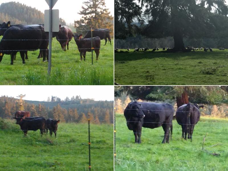 Terry Kay Myers Electrolysis