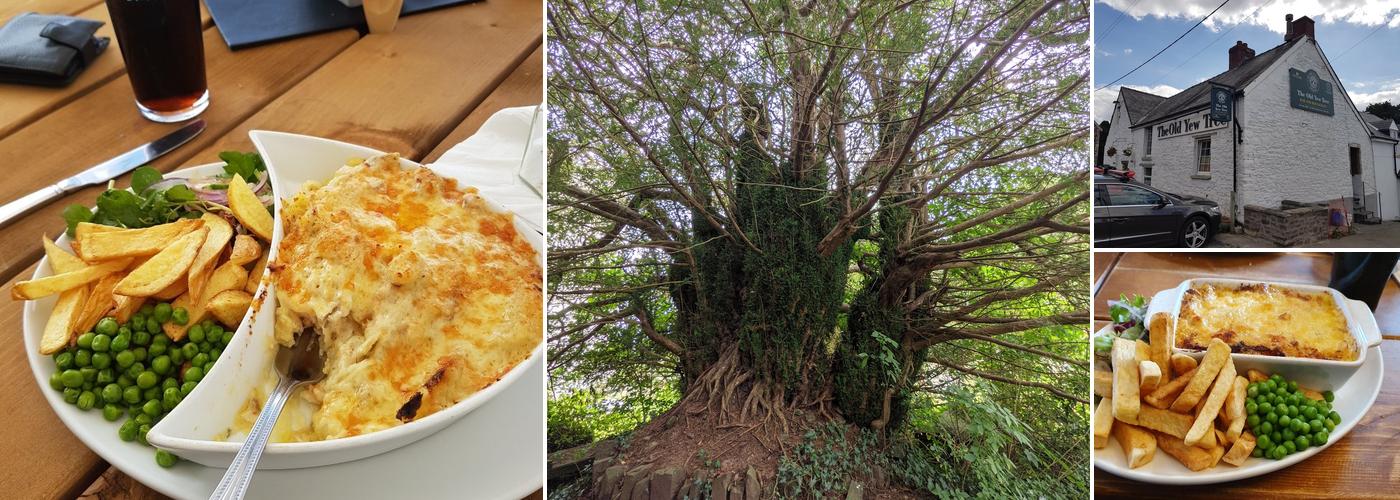 UK oldest yew tree