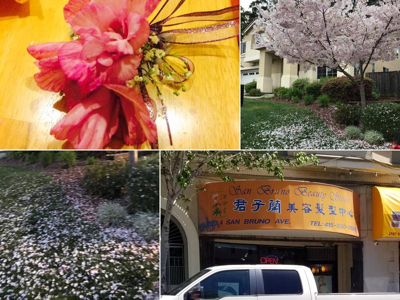 San Bruno Beauty Studio