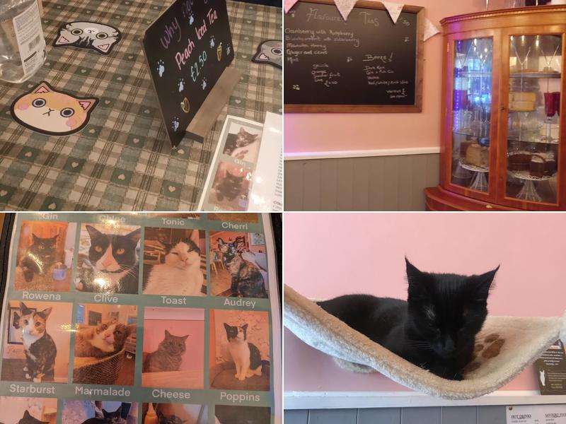 The Mad Catter Cat Cafe Menu