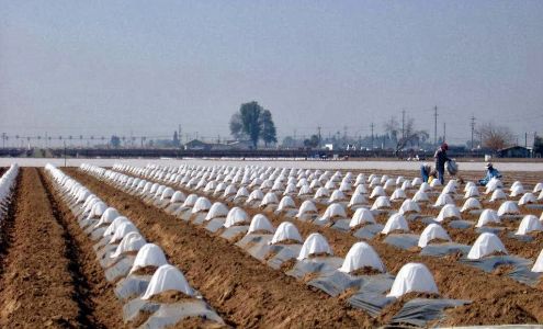 Sarabian Farms-Packing & Cold