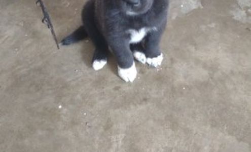 Charles Meadors Trucking Co Muldrow