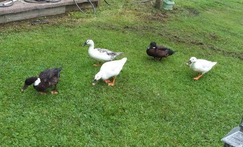 Bear Creek Storage Hubert