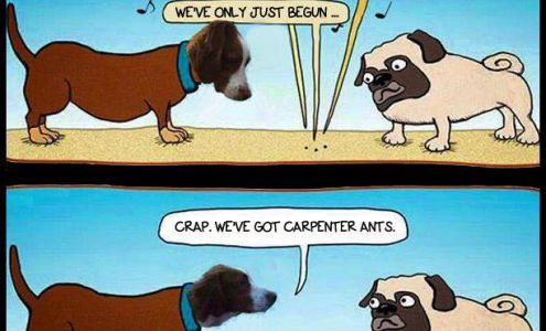 Action Termite & Pest Control Free Soil