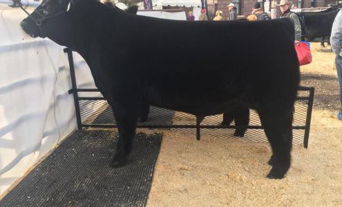 Walker Livestock Washington