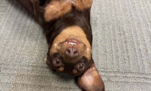 Ship It / Copy It Telluride