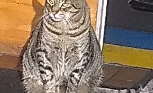 SpeeDee Oil Change & Auto Service