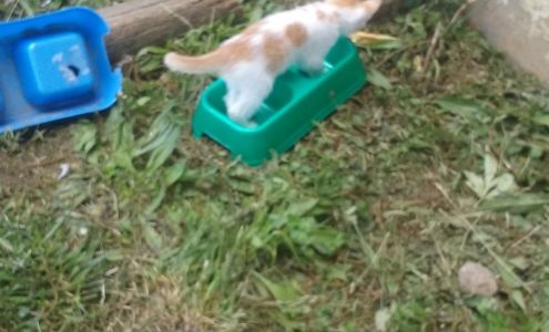 Sharp's Auto Salvage Leadwood