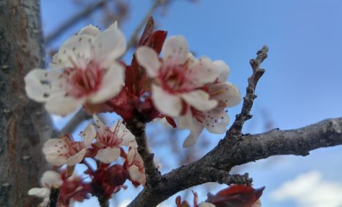 Cove Auto & Diesel Services Lewiston