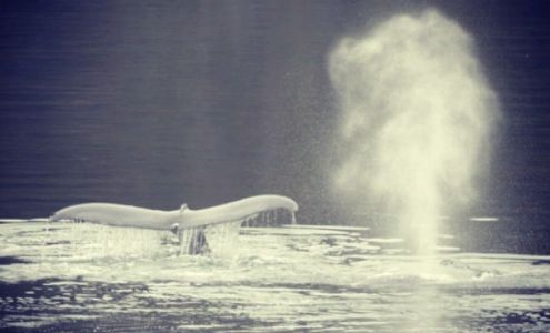 Franklin Wash Services