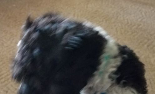 Cottageville Engine Services Cottageville