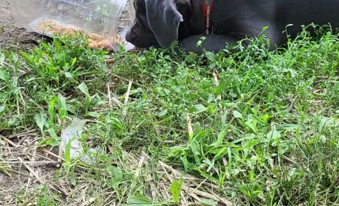 Langley Auto Paint & Body