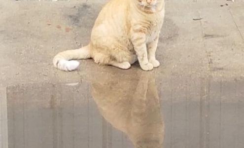 Dean's Auto Repair LLC Lake View