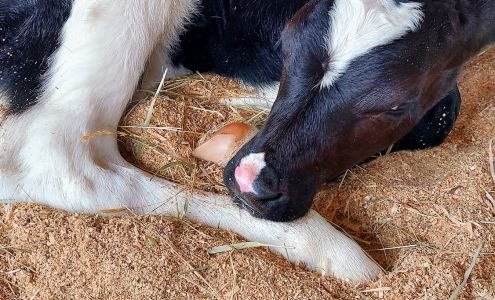 Acton Fairgrounds Acton