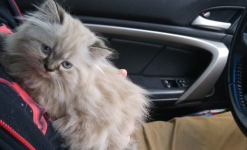 Randy's Auto Repair Johnston City