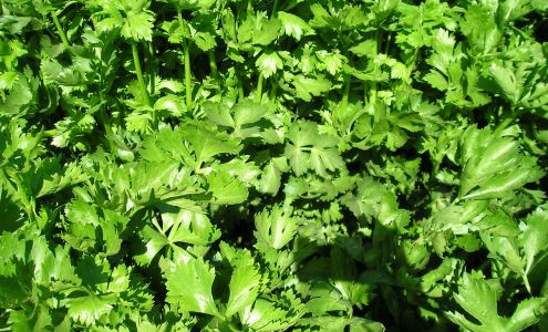 Celery Research Advisory Board Dinuba