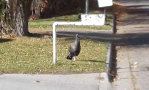 Scott's Auto Detailing Billings