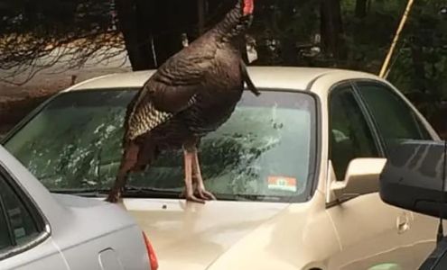 Silva's Auto Merrimack