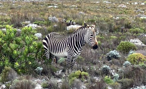 Travel Leaders Executive