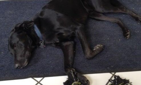 Bellevue Automotive Sales & Service