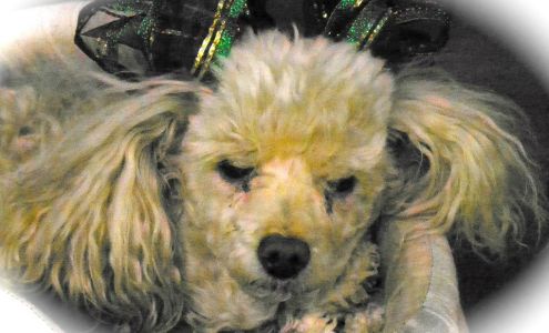 Gary Konakis Automotive Elko