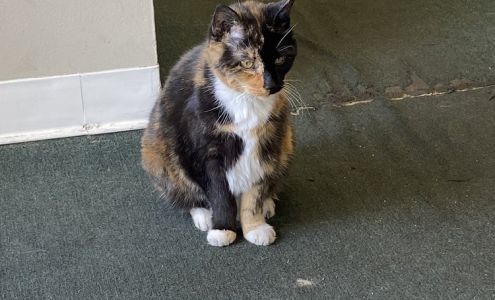 Reputable Volvo Services