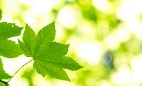 A-1 Easy Rent-A-Car Inc