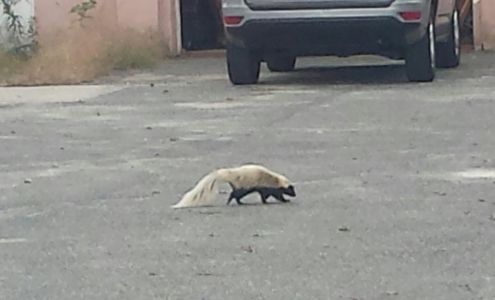 Pro Finish Auto Body