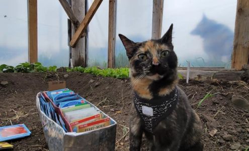 OrangeMT.com used vehicles, trailersmt.com and Orange Acres free guest ranch for artists and veterans, roadside assistance Arlee