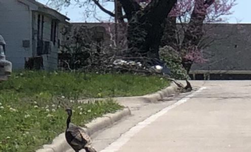 Advanced Auto Body Frame and Glass, LLC