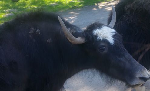 Mike's Automotive Services