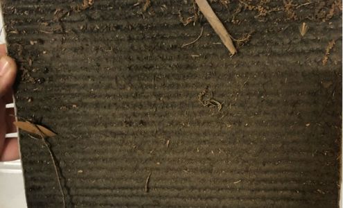 Daniel's Auto Service Leesburg