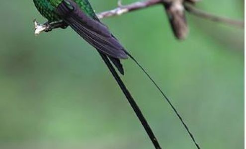 Hummingbird Auto Repair