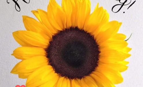 Five Starz Magic Detail