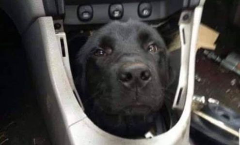 Williams Automotive Repair