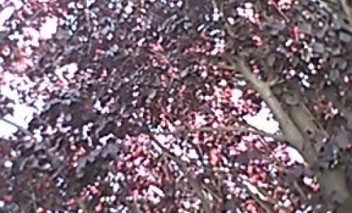 Dream's Auto Collision Center