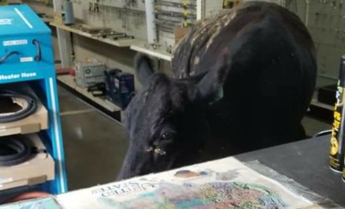 Coopers' Auto Parts Hollow Rock