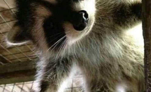 T J's Starter & Alternator Craigsville