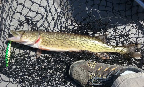 Glendale Collision Fallentimber