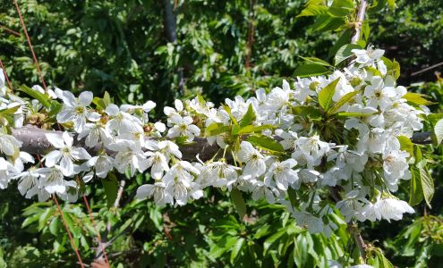 C J's Auto Parts & Tires Bridgeport