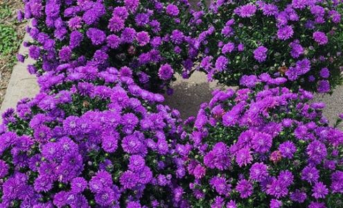 Rhodes Automotive Services Beecher City