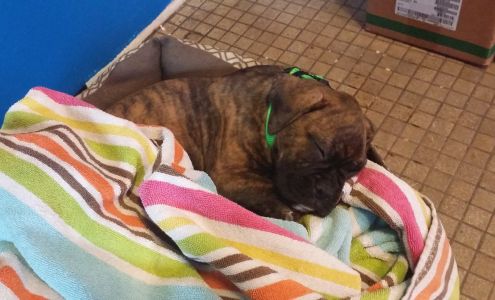 S & T Automotive Repair Inc.